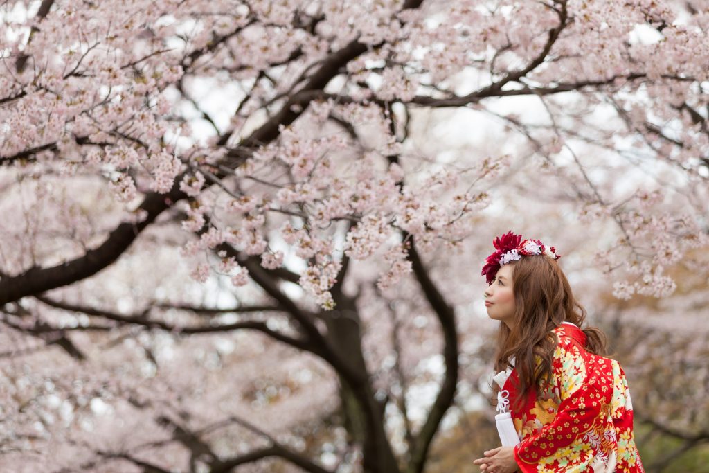 色打掛、桜、の前撮りフォト