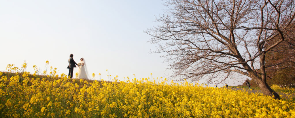 大分市・大野川沿いの菜の花畑でフォトウェディング。春らしい黄色の菜の花と大きな桜の木に囲まれた景色の中、ウェディングドレス姿のお二人を撮影。