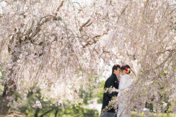 大分市で桜前撮りなら野津原さくら園｜枝垂れ桜に包まれる：サムネイル